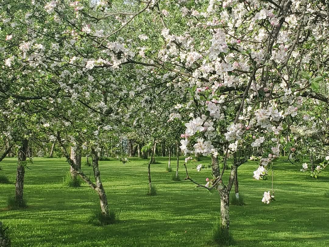 Blooming apple trees in the orchard
