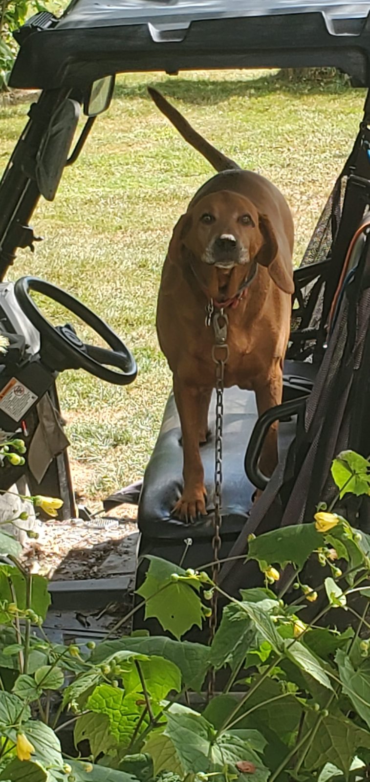 His redbone hound riding along on the ATV