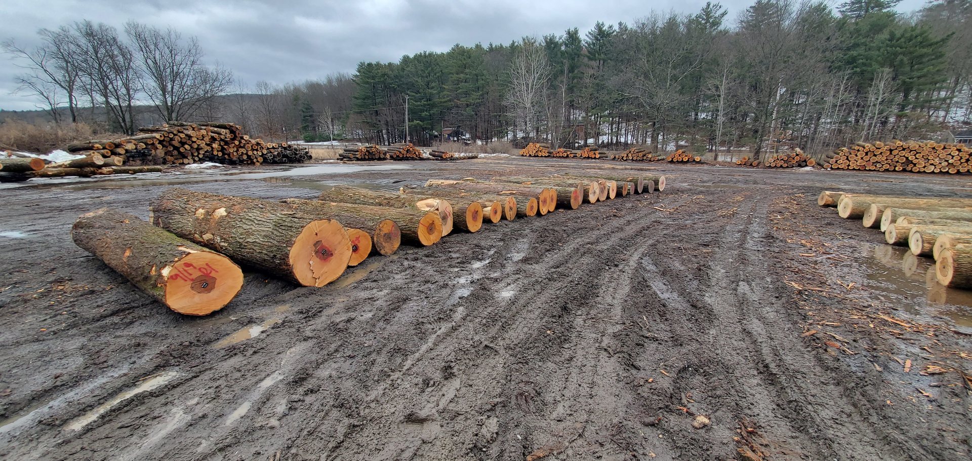 A wide view of the working log yard, logs sorted and stacked
