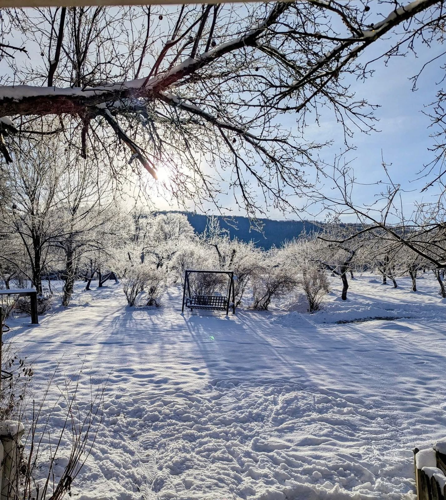 Dormant fruit trees in the orchard, deep in winter snow