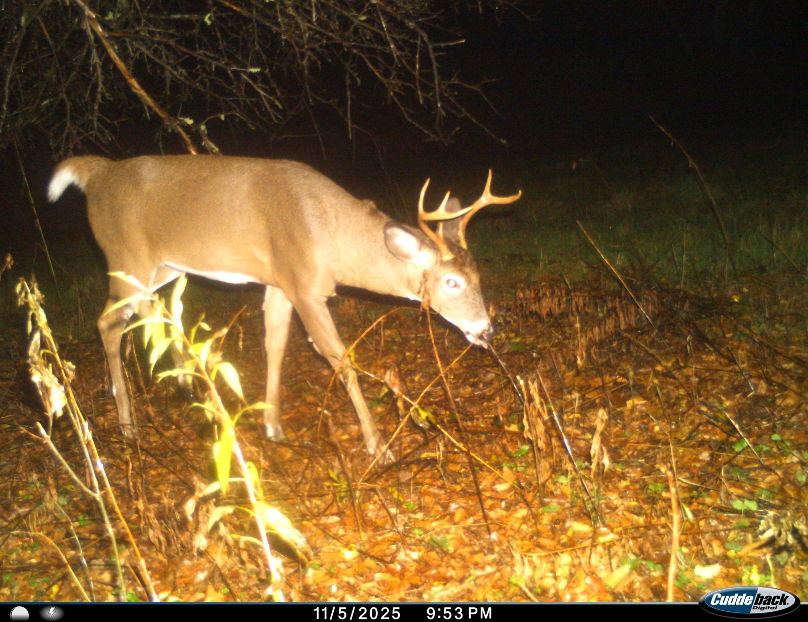 A whitetail buck caught on the trail camera at night
