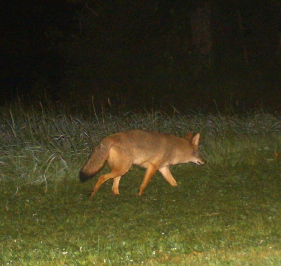 A coyote caught on the trail camera at night